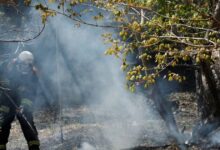 Japan Wildfire: 11 दिन से धधक रहे थे जापान के जंगल 1633 हेक्टेयर खाक होने के बाद आग पर काबू