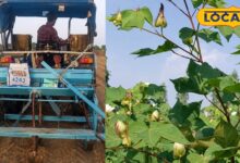Kis Chij Ki Kheti Me Sabse Jyada Fayda Hai | Agriculture News | बीटी कपास की खेती है किसानों के लिए वरदान, है फायदे का सौदा, बस जान लें ये कुछ ट्रिक!
