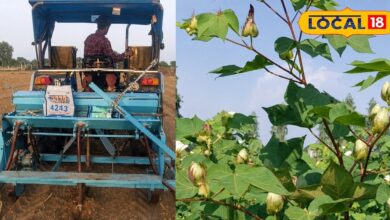 Kis Chij Ki Kheti Me Sabse Jyada Fayda Hai | Agriculture News | बीटी कपास की खेती है किसानों के लिए वरदान, है फायदे का सौदा, बस जान लें ये कुछ ट्रिक!