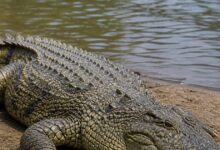 crocodile attack human news, crocodile eats man shocking incident, human eaten by crocodile viral news,