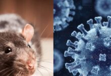 hantavirus organ failure| hantavirus symptoms| हंतावायरस से किडनी फेल का खतरा, डब्ल्यूएचओ ने जारी अलर्ट