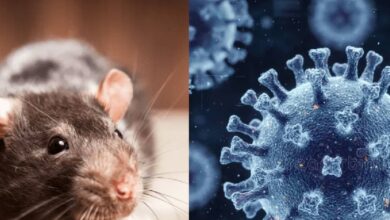 hantavirus organ failure| hantavirus symptoms| हंतावायरस से किडनी फेल का खतरा, डब्ल्यूएचओ ने जारी अलर्ट