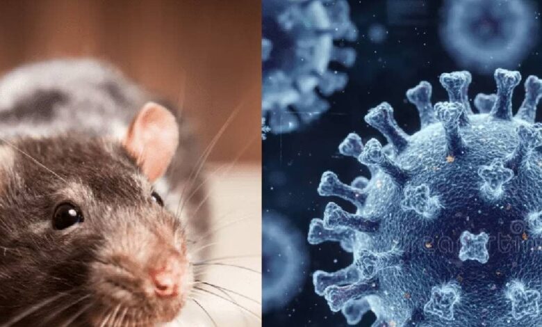 hantavirus organ failure| hantavirus symptoms| हंतावायरस से किडनी फेल का खतरा, डब्ल्यूएचओ ने जारी अलर्ट