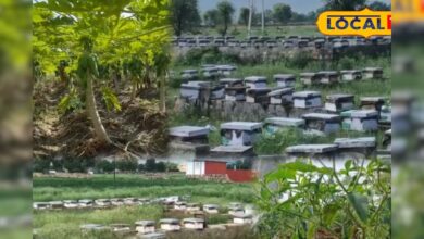अब खेत बनेंगे नोट छापने की मशीन! फसल के साथ करें मधुमक्खी पालन, सरकार भी दे रही है पैसा – News18 हिंदी