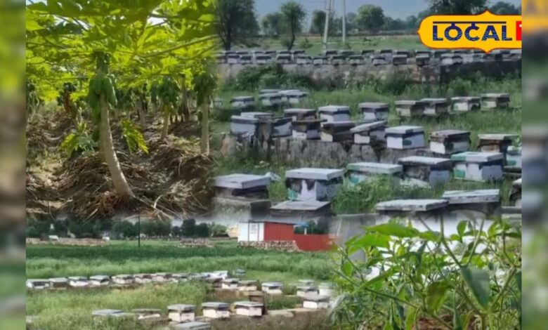अब खेत बनेंगे नोट छापने की मशीन! फसल के साथ करें मधुमक्खी पालन, सरकार भी दे रही है पैसा – News18 हिंदी