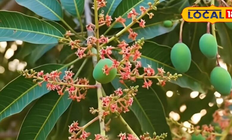आम की बागवानी करने वाले हो जाएं सावधान, मई में होने वाली बारिश से फसल हो सकती है बर्बाद, तुरंत करें ये उपाय
