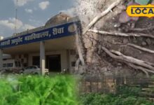 इस जड़ी-बूटी के अनगिनत फायदे! महिलाओं के लिए तो रामबाण, आयुर्वेदाचार्य ने खोला राज
