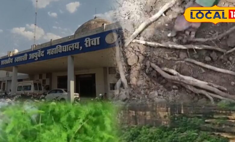 इस जड़ी-बूटी के अनगिनत फायदे! महिलाओं के लिए तो रामबाण, आयुर्वेदाचार्य ने खोला राज