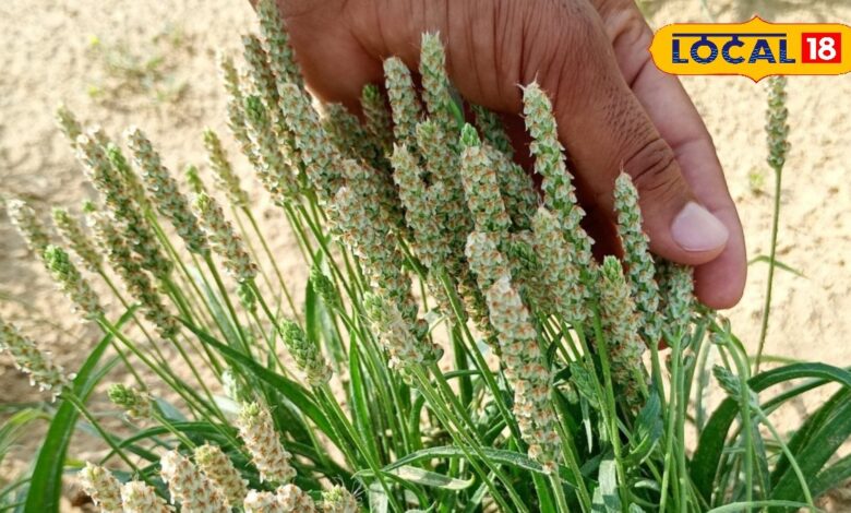 कम पानी में तगड़ा मुनाफा! रेत में उग रहे ‘औषधीय सोने’ से बदल रही किसानों की जिंदगी, ग्लोबल मार्केट में भी हिट