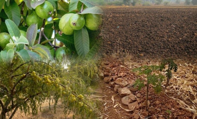किसान भाई ध्यान दें... खेत की खाली मेढ़ पर लगा दें ये 5 पेड़, फसल के साथ हर साल होगी लाखों की एक्स्ट्रा इनकम!
