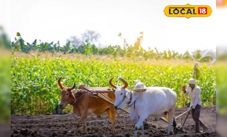 खेत खाली होते ही शुरू करें ये 1 काम, अगली फसल में होगी नोटों की बारिश! कैसे देखें वीडियो