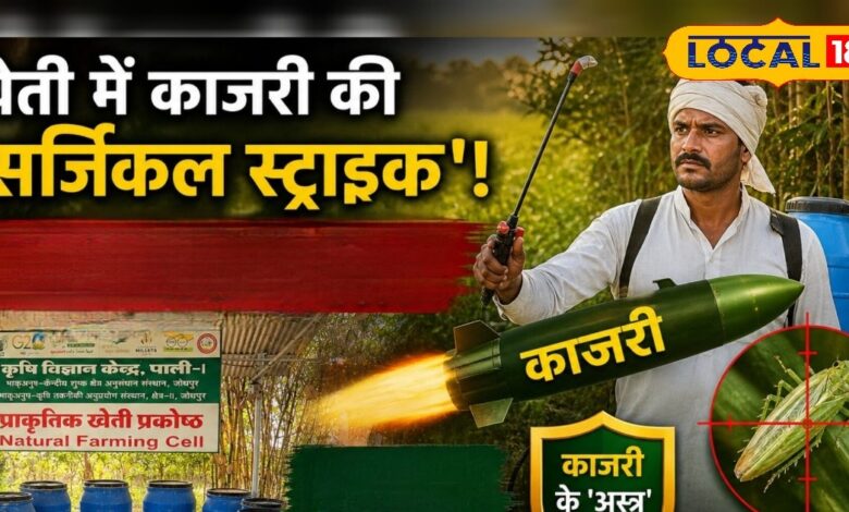 खेती में भी 'सर्जिकल स्ट्राइक'! अब पाकिस्तान की तरह दुश्मन कीटों का भी होगा सफाया; काजरी के 'अस्त्र' बनेंगे ढाल