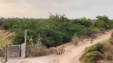 गर्जना सुन थम गई ट्रेन! लोको पायलट ने बचाई 6 शेरों की जान, सामने आया रोमांचक VIDEO