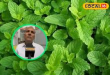 गर्मियों में बड़े करामाती होते हैं ये हर्बल पौधे, लू और धूप का सबसे कारगर उपाय, डॉक्टर से जानें फायदे