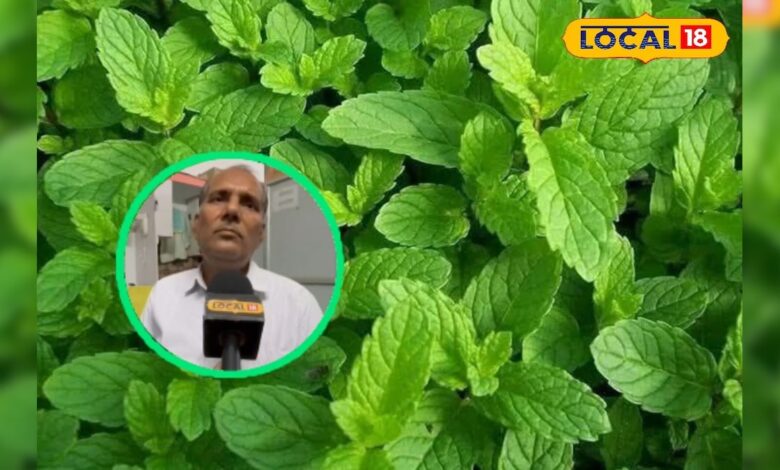 गर्मियों में बड़े करामाती होते हैं ये हर्बल पौधे, लू और धूप का सबसे कारगर उपाय, डॉक्टर से जानें फायदे