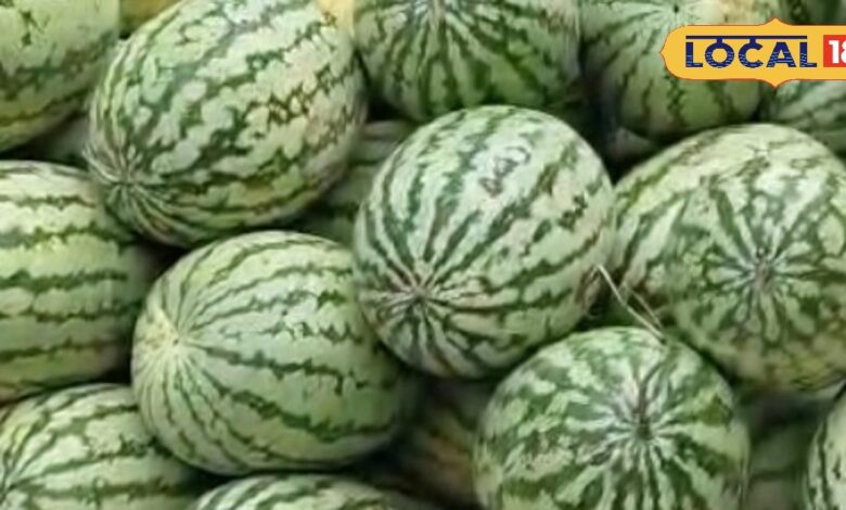 गर्मी बढ़ते ही कोटा में तरबूज का क्रेज, 20 रुपए किलो में मिल रहा ठंडक का खजाना, हर कोई खरीद रहा