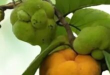 गर्मी में पेट, स्किन और बालों की हर परेशानी का देसी इलाज है बड़हर, जानें जबरदस्त फायदे