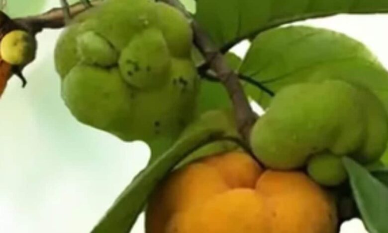 गर्मी में पेट, स्किन और बालों की हर परेशानी का देसी इलाज है बड़हर, जानें जबरदस्त फायदे