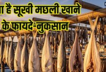 गलती से भी न खाएं ये मछली, शरीर में जाते बन जाएगी जहर, पेट दर्द, उल्टी, दस्त से होंगे परेशान, किडनी लिवर हो सकते हैं खराब!