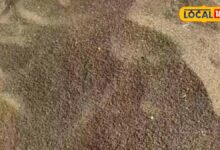 गेहूं की कटाई के बाद खाली है खेत, ढैंचा की करें बुवाई, हरी खाद से मिट्टी होगी उपजाऊ, किसानों को डबल मुनाफा