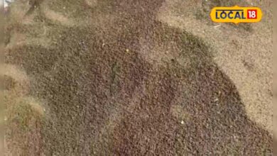 गेहूं की कटाई के बाद खाली है खेत, ढैंचा की करें बुवाई, हरी खाद से मिट्टी होगी उपजाऊ, किसानों को डबल मुनाफा