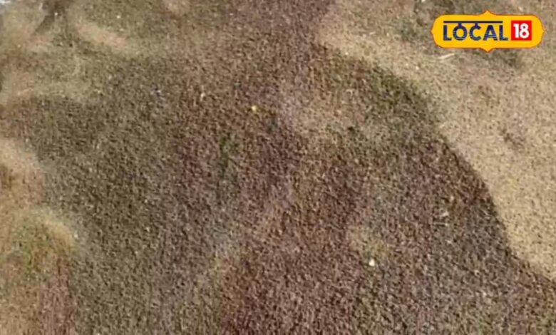 गेहूं की कटाई के बाद खाली है खेत, ढैंचा की करें बुवाई, हरी खाद से मिट्टी होगी उपजाऊ, किसानों को डबल मुनाफा