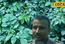 घर के गार्डन को बनाना है कूल और फ्रेश, तो घर में लगाएं चाइना डॉल प्लांट..यहां जानिए इसे लगाने और संभालने के टिप्स