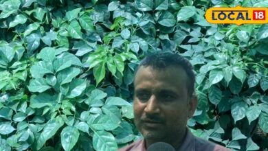 घर के गार्डन को बनाना है कूल और फ्रेश, तो घर में लगाएं चाइना डॉल प्लांट..यहां जानिए इसे लगाने और संभालने के टिप्स