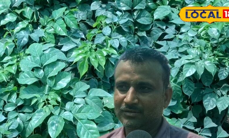 घर के गार्डन को बनाना है कूल और फ्रेश, तो घर में लगाएं चाइना डॉल प्लांट..यहां जानिए इसे लगाने और संभालने के टिप्स