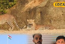जवाई में थमेंगे ब्लास्ट, लेपर्ड की दहाड़ गूंजेगी, HC के सख्त फैसले से रिसॉर्ट माफिया पर लगाम