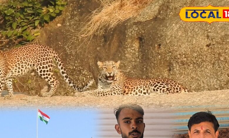 जवाई में थमेंगे ब्लास्ट, लेपर्ड की दहाड़ गूंजेगी, HC के सख्त फैसले से रिसॉर्ट माफिया पर लगाम