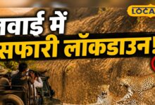 जवाई में 'सफारी लॉकडाउन'! अगर आने का बना रहे हैं प्लान, तो पहले पढ़ लें यह खबर, वरना पछताएंगे!