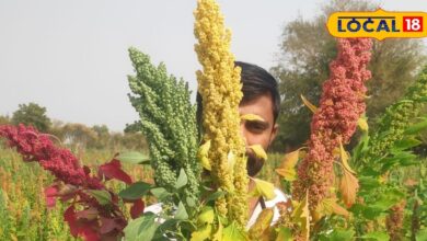 जालोर का यह सुपरफूड बना गेमचेंजर, कूट-कूटकर भरा है फाइबर और आयरन, दिल की सेहत के लिए है वरदान