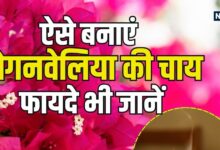 डायबिटीज और खांसी में रामबाण है बोगनवेलिया की चाय, जानिए इसे पीने के अद्भुत फायदे और औषधीय गुण