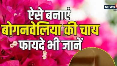 डायबिटीज और खांसी में रामबाण है बोगनवेलिया की चाय, जानिए इसे पीने के अद्भुत फायदे और औषधीय गुण
