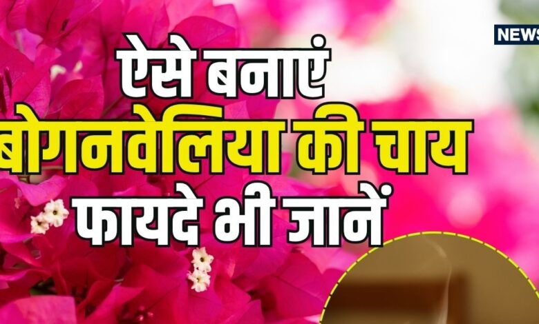 डायबिटीज और खांसी में रामबाण है बोगनवेलिया की चाय, जानिए इसे पीने के अद्भुत फायदे और औषधीय गुण
