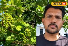 डीडवाना के किसान का कमाल, खारे पानी और भीषण गर्मी के बीच उगाई अंगूर की बंपर फसल! – News18 हिंदी