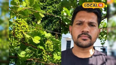 डीडवाना के किसान का कमाल, खारे पानी और भीषण गर्मी के बीच उगाई अंगूर की बंपर फसल! – News18 हिंदी