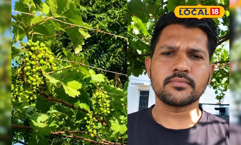 डीडवाना के किसान का कमाल, खारे पानी और भीषण गर्मी के बीच उगाई अंगूर की बंपर फसल! – News18 हिंदी