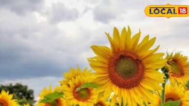 दिल से लेकर त्वचा तक के लिए वरदान हैं सूरजमुखी के बीज, जानिए रोज सेवन करने के बड़े फायदे