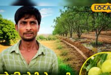 दोस्त के खेत में देखा मुनाफा, किसान ने 18 बीघा में लगाए 2000 आंवले के पौधे; अब 35 लाख कमाई की उम्मीद