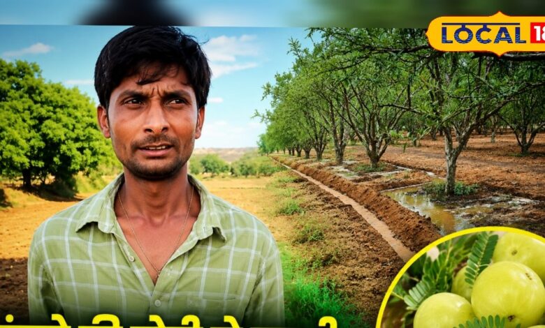 दोस्त के खेत में देखा मुनाफा, किसान ने 18 बीघा में लगाए 2000 आंवले के पौधे; अब 35 लाख कमाई की उम्मीद