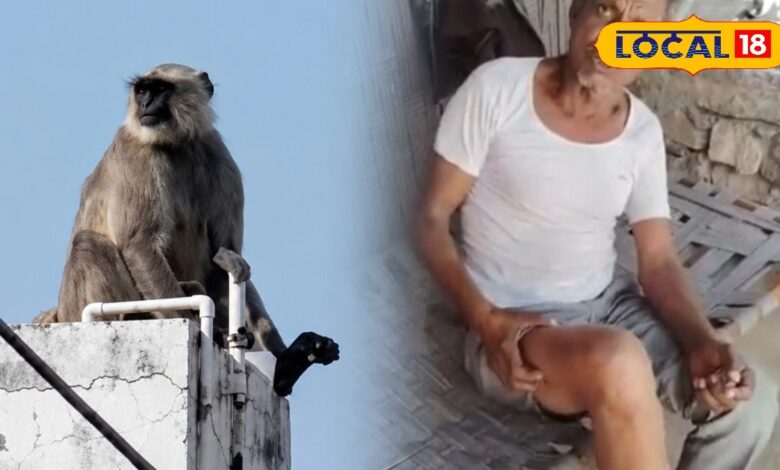 पाली का ये कैसा VIP गांव? विधायक जी के गृह क्षेत्र 'बीजापुर' में बंदर का आतंक, लोग छतों पर दुबके