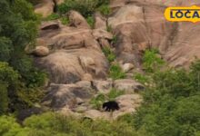 प्रकृति की गोद में वन्यजीवों का स्वर्ग! सुंधा माता कंजर्वेशन रिजर्व बना राजस्थान का नया इको-टूरिज्म हॉटस्पॉट
