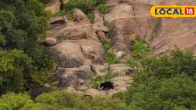 प्रकृति की गोद में वन्यजीवों का स्वर्ग! सुंधा माता कंजर्वेशन रिजर्व बना राजस्थान का नया इको-टूरिज्म हॉटस्पॉट