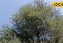 बकरियों को खिलाएं बबूल की फलियां, इम्युनिटी और दूध उत्पादन बढ़ाने में है मददगार, किसान से जानें तरीका