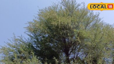 बकरियों को खिलाएं बबूल की फलियां, इम्युनिटी और दूध उत्पादन बढ़ाने में है मददगार, किसान से जानें तरीका