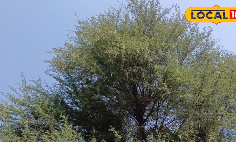 बकरियों को खिलाएं बबूल की फलियां, इम्युनिटी और दूध उत्पादन बढ़ाने में है मददगार, किसान से जानें तरीका