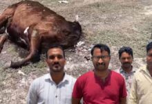 बदबू का नरक और खूंखार कुत्तों का डेरा... सीकर के इस सरकारी स्कूल में ऐसा क्या हुआ कि 50 बच्चों ने एक साथ छोड़ दी पढ़ाई?
