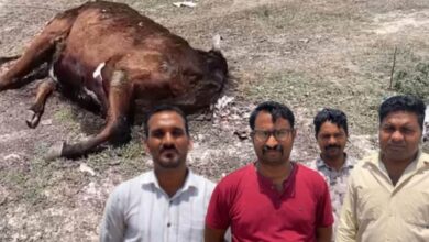 बदबू का नरक और खूंखार कुत्तों का डेरा... सीकर के इस सरकारी स्कूल में ऐसा क्या हुआ कि 50 बच्चों ने एक साथ छोड़ दी पढ़ाई?